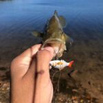 馃敟Micro Jointed Swimbait - Image 2